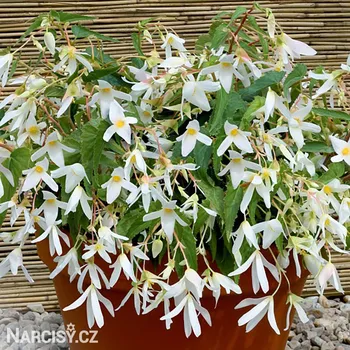 Cibulovina Begónie - Bertinii Santa Barbara .: 1 ks