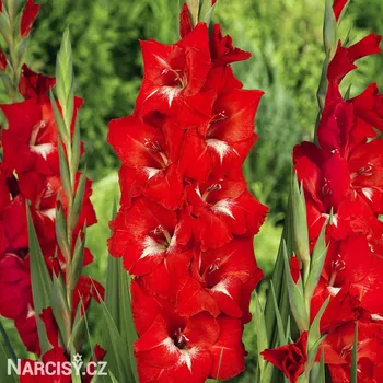 Cibulovina Mečík - Traderhorn .: 5 ks