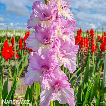 Cibulovina Mečík - Magenta Princess .: 5 ks