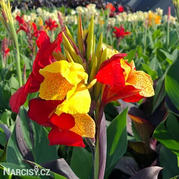 Cibulovina Dosna - Canna Cleopatra .: 1 ks