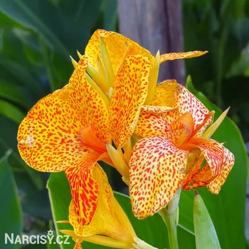 Cibulovina Dosna - Canna Picasso .: 1 ks