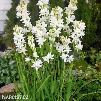 Cibulovina Polianthes Tuberosa - Tuberóza, Noční hyacint .: 1 ks