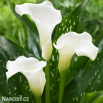 Cibulovina Kala - Albomaculata .: 1 ks