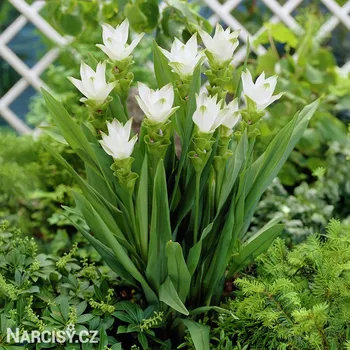 Cibulovina Kurkuma - Alismatifolia White .: 1 ks