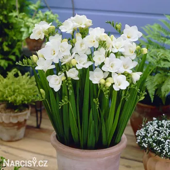 Cibulovina Frézie - Plnokvětá bílá .: 10 ks