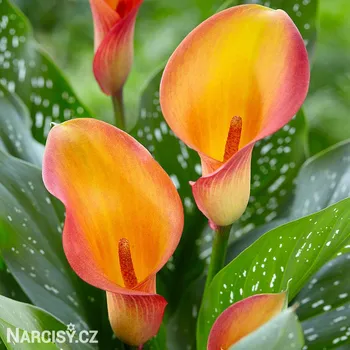 Cibulovina Kala - Orania .: 1 ks