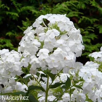 Cibulovina Plamenka - Rembrandt .: 3 ks