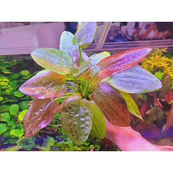 Akvaristika Echinodorus 'Chocolate Marble' (Košíček Ø 5,5 cm)