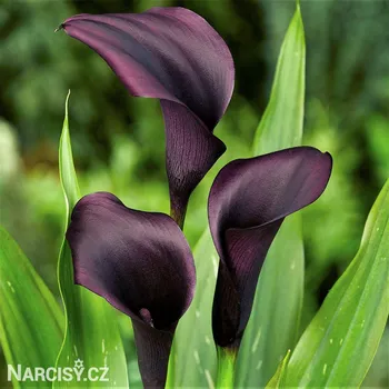 Cibulovina Kala - Odessa .: 1 ks