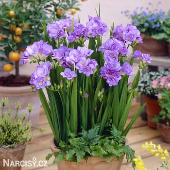 Cibulovina Frézie - Plnokvětá modrá .: 10 ks