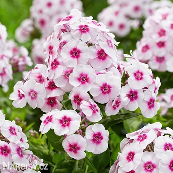 Cibulovina Plamenka - Europe .: 3 ks