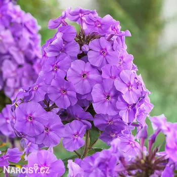 Cibulovina Plamenka - Amethyst .: 3 ks