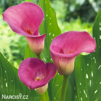 Cibulovina Kala - Le Chique .: 1 ks