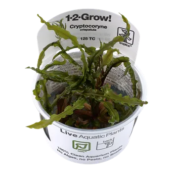 Dekorace do akvária Tropica Cryptocoryne crispatula invitro