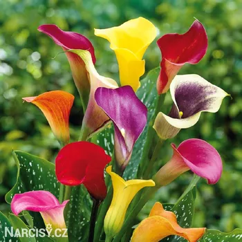 Cibulovina Kala - Mix barev .: 5 ks