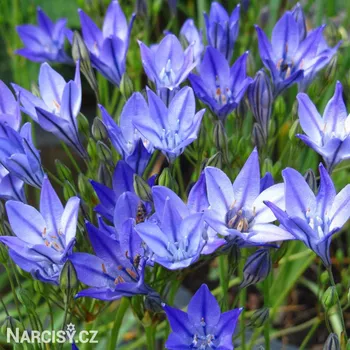 Cibulovina Triteleia corrina - Brodea .: 250 ks