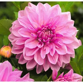 Cibulovina Jiřina - Lavender perfection .: 1 ks