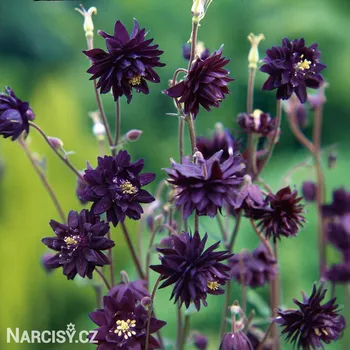 Cibulovina Orlíček - Black barlow .: 3 ks