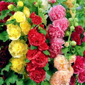 Cibulovina Slézová růže - plnokvětá směs .: 3 ks