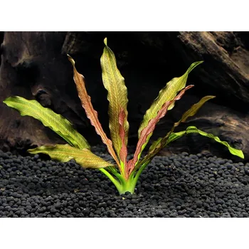 Dekorace do akvária Echinodorus 'Granat' (Košíček Ø 5,5 cm)