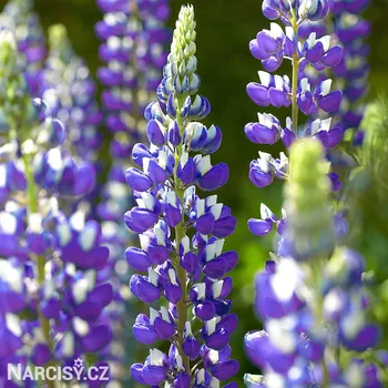 Cibulovina Lupina modrá .: 3 ks