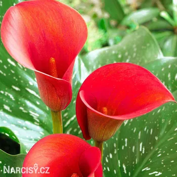 Cibulovina Kala - Red Alert .: 1 ks