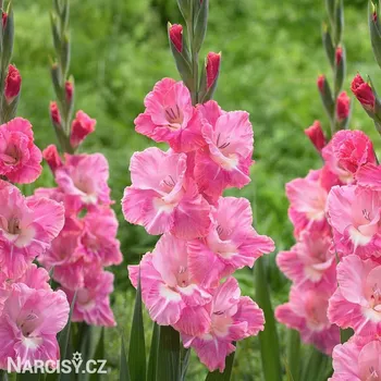 Cibulovina Mečík - Pink Parrot .: 5 ks