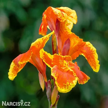 Cibulovina Dosna - Canna Taroudant .: 1 ks