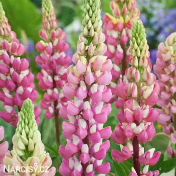 Cibulovina Lupina růžová .: 3 ks