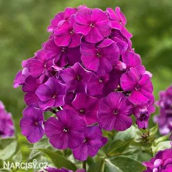 Cibulovina Plamenka - Nicky .: 3 ks