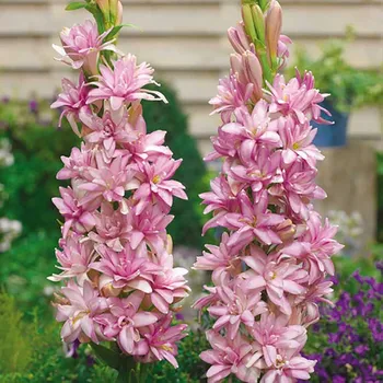 Cibulovina Polianthes Tuberosa - Pink Sapphire .: 1 ks