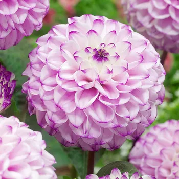 Cibulovina Jiřina - Genova .: 1 ks