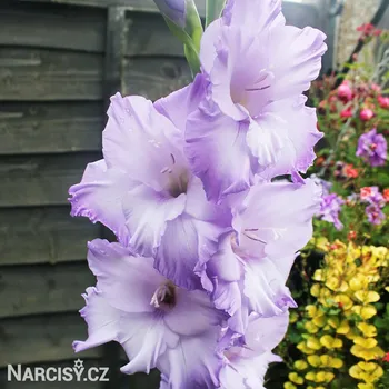 Cibulovina Mečík - Cote d'azur .: 5 ks