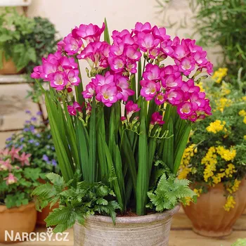 Cibulovina Frézie - Jednoduchá růžová .: 10 ks