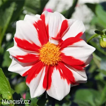 Cibulovina Jiřina - Fire & ice .: 1 ks