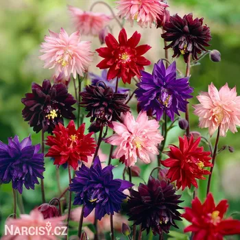 Cibulovina Orlíček - plnokvětá směs .: 3 ks