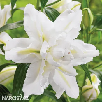 Cibulovina Lilie orient - Bowl of beauty .: 1 ks