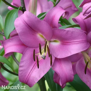 Cibulovina Lilie orient - Purple Lady .: 1 ks