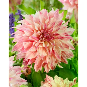 Cibulovina Jiřina - Cafe au lait royal .: 1 ks