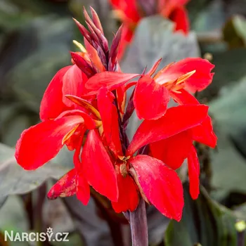 Cibulovina Dosna - Canna Red Futurity .: 1 ks