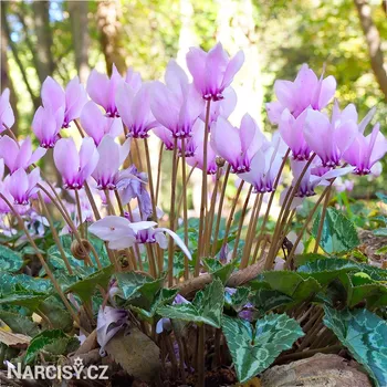 Cibulovina Cyclamen hederifolium - Brambořík podzimní .: 1 ks