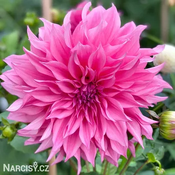 Cibulovina Jiřina - Cafe au lait rose .: 1 ks