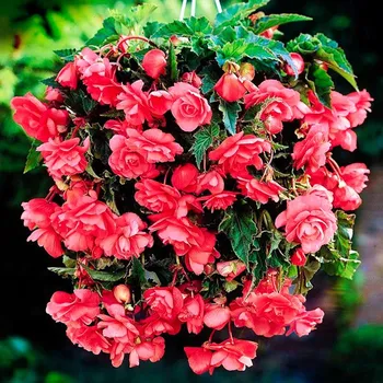 Cibulovina Begónie - Převislá růžová .: 3 ks