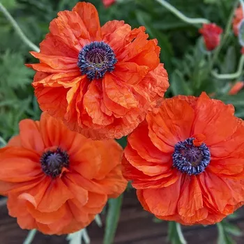 Cibulovina Mák východní - May Queen .: 1 ks