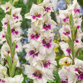 Cibulovina Mečík - Amber mystique .: 5 ks