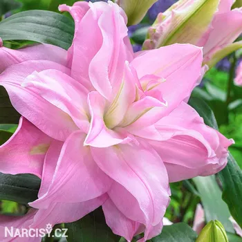 Cibulovina Lilie orient - Roselily Editha .: 1 ks