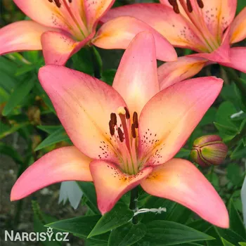 Cibulovina Lilie asijská - Forever Marjolein .: 1 ks