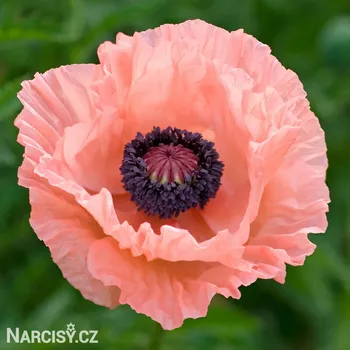 Cibulovina Mák východní - Helen Elisabeth .: 1 ks