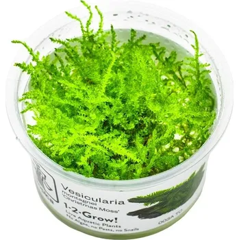 Dekorace do akvária Tropica Vesicularia montagnei 'Vánoční mech' invitro