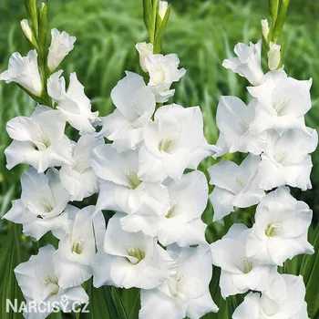 Cibulovina Mečík - White Prosperity .: 5 ks